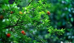 都市爆料石榴树视频播放,石榴树视频播放背后的惊人真相揭秘